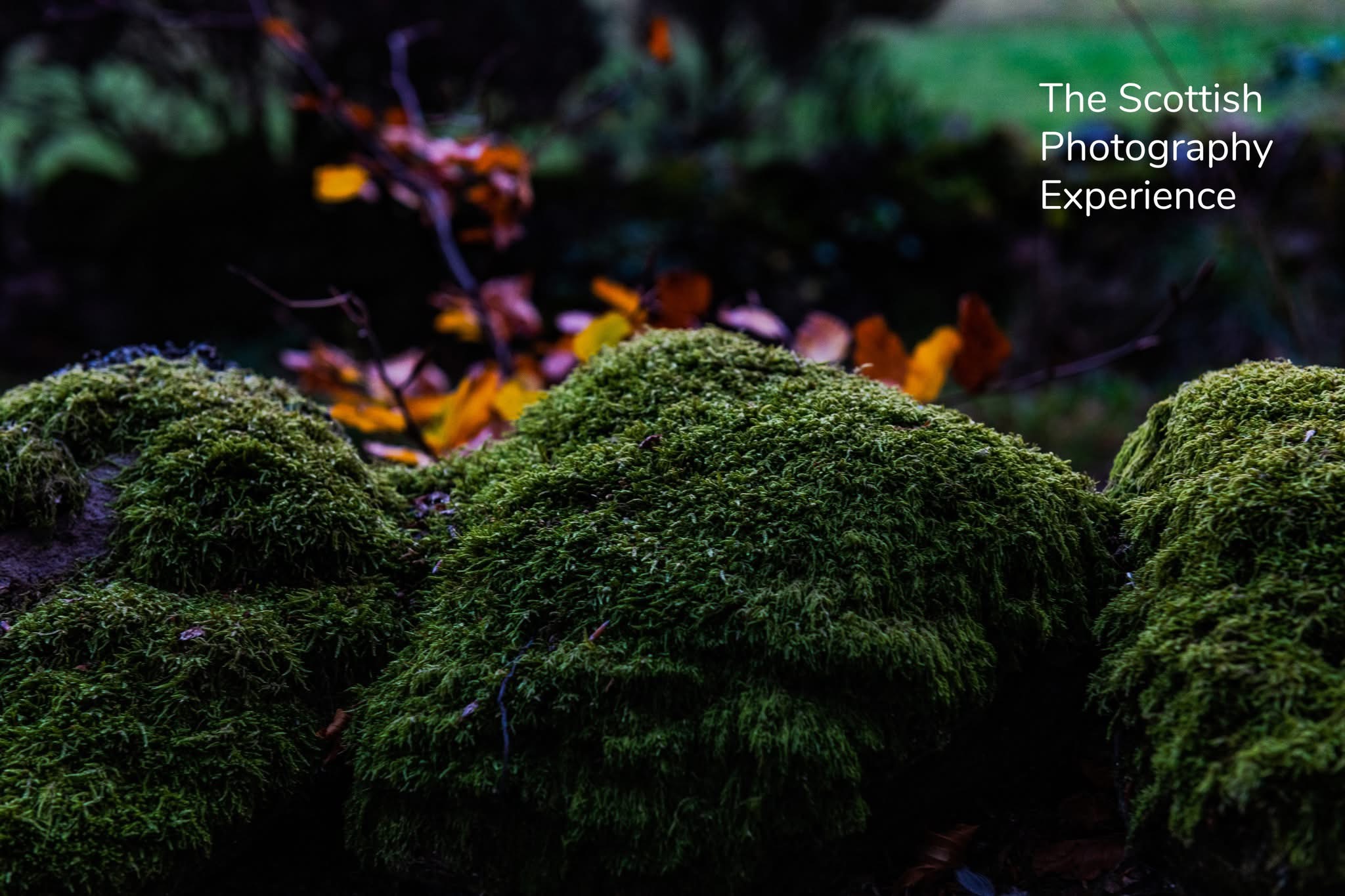 Moss in Fall